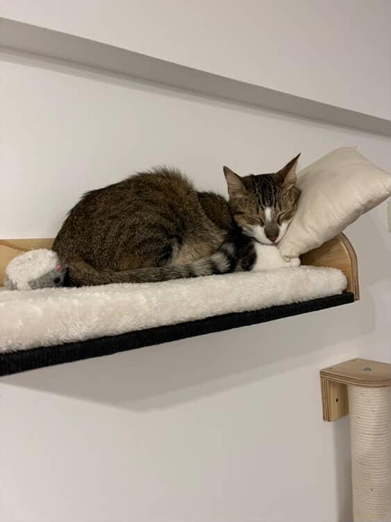 Michi descansando en la Cama de Pared Frida Purfect